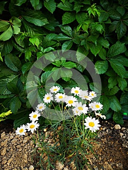 Garden papatya flowers photo