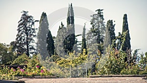 Garden, park background, blur summer green outdoor with bokeh light background, blurred garden trees, bush with bright