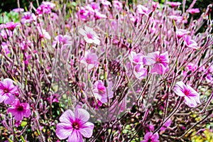 Giardino un da palazzo. lilla fiori 