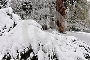 Garden and parkland near Prague in winter Czech republic