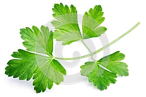 Garden parsley herb