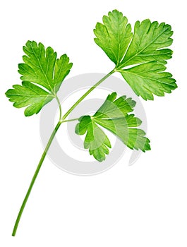 Garden parsley herb (coriander) leaf isolated on white