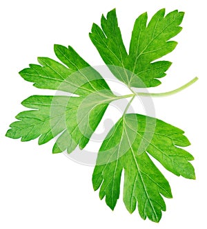 Garden parsley herb coriander leaf isolated on white