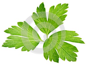 Garden parsley herb coriander leaf isolated on white