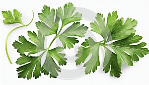 Garden parsley herb (coriander) leaf isolated on white background