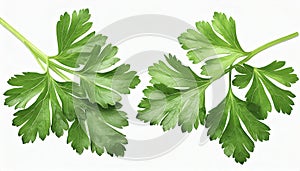 Garden parsley herb (coriander) leaf isolated on white background