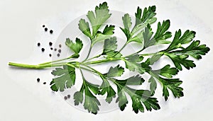 Garden parsley herb (coriander) leaf isolated on white background