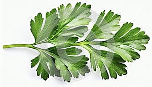 Garden parsley herb (coriander) leaf isolated on white background