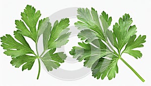 Garden parsley herb (coriander) leaf isolated on white background