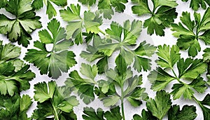 Garden parsley herb (coriander) leaf isolated on white background