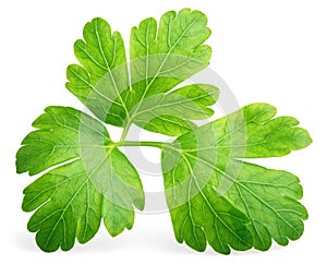 Garden parsley herb (cilantro) leaf isolated on white photo