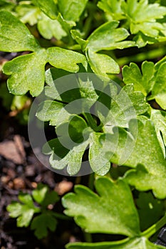 Garden parsley Petroselinum crispum in natural light
