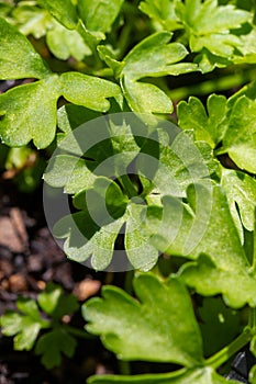 Garden parsley Petroselinum crispum in natural light