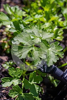 Garden parsley Petroselinum crispum in natural light