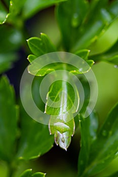 Garden parsley Petroselinum crispum in natural light