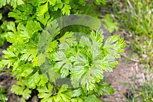 Garden parsley (Petroselinum crispum)