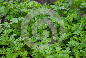 Garden parsley (Petroselinum crispum)  species of flowering plant in the family Apiaceae