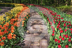 Garden path with a border of flowers