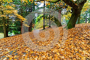 Garden Path Covered in Autumn Leaves