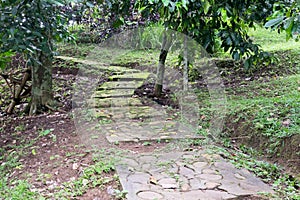 Garden path covered with grass