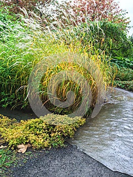 Garden path and decorative grass