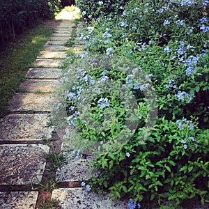Garden path and flowers