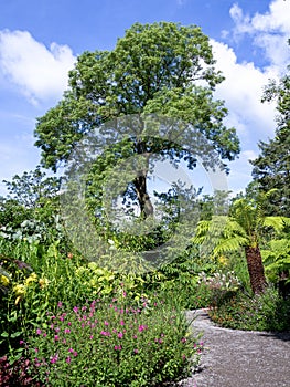 Garden path with flowers and a tall tree with a blue sky