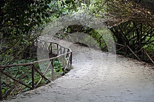 Garden path through the hedge. green arch of woven branches. lush green garden photo
