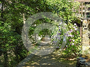 Garden path illuminated by sun light. Romantic.