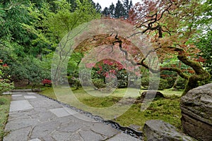 Garden Path with Japanese Maple Trees