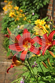 Garden path lined with yellow and red Asiatic lilies