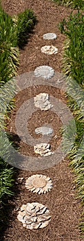 Garden Path of Pine Straw and Stepping Stones