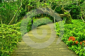 Garden Path, Singapore Botanic Gardens