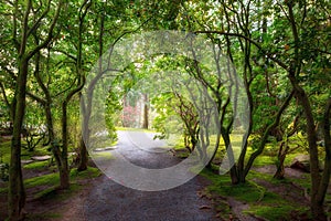 Garden Path in Spring Portland Japanese Garden Oregon