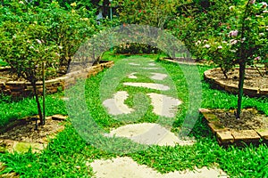 Garden pathway with green grass and rose trees, flower garden landscape design.