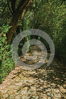 Garden and pathway with trees making a tunnel