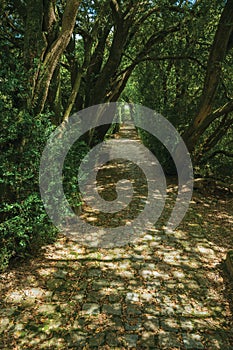 Garden and pathway with trees making a tunnel photo