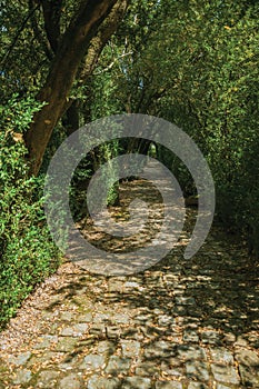 Garden and pathway with trees making a tunnel photo