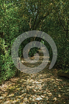 Garden and pathway with trees making a tunnel photo