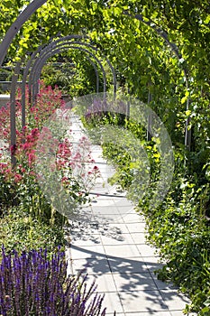 garden pavement with overhead wine three