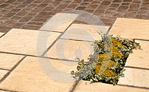 Garden paving detail plant inset