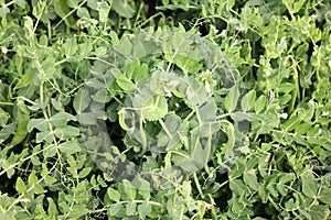 Garden Pea GP 901