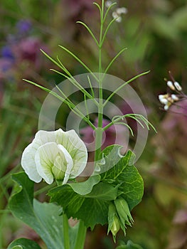 Garden Pea plant and flower growing where it wasn`t planted