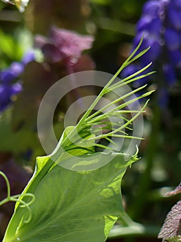 Garden Pea plant, leaf and tendrils