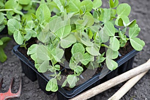 Garden Pea Plants