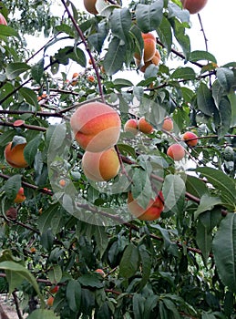 garden peach