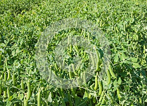 Garden peas in the field