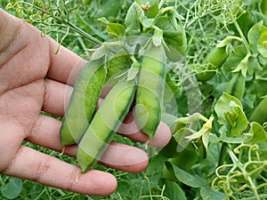 Garden peas growing in a field - a girl holding pea pods in her hand photo