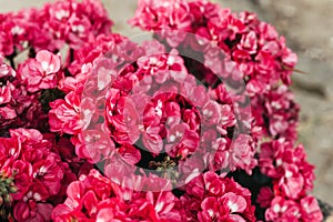 Garden pelargoniums with pink flowers