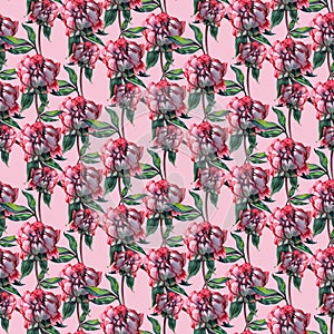 Garden peony. Seamless, hand-painted, watercolor pattern. Floral background